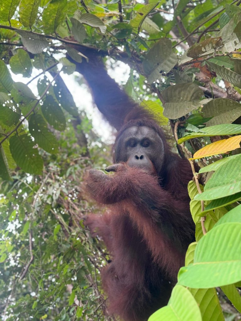 Orangutan in the wild